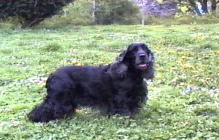 Egy elgedett pciens: Arthur